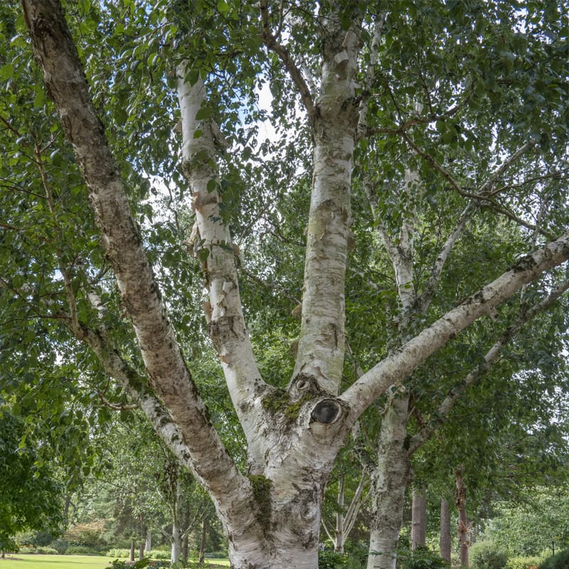 Himalayan Birch Tree