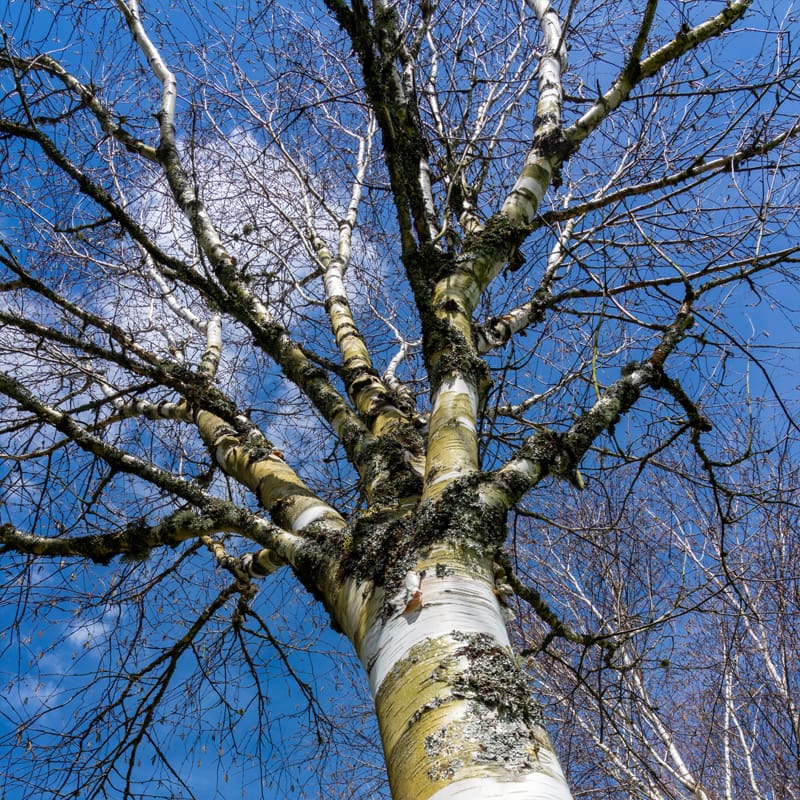 Himalayan Birch Tree