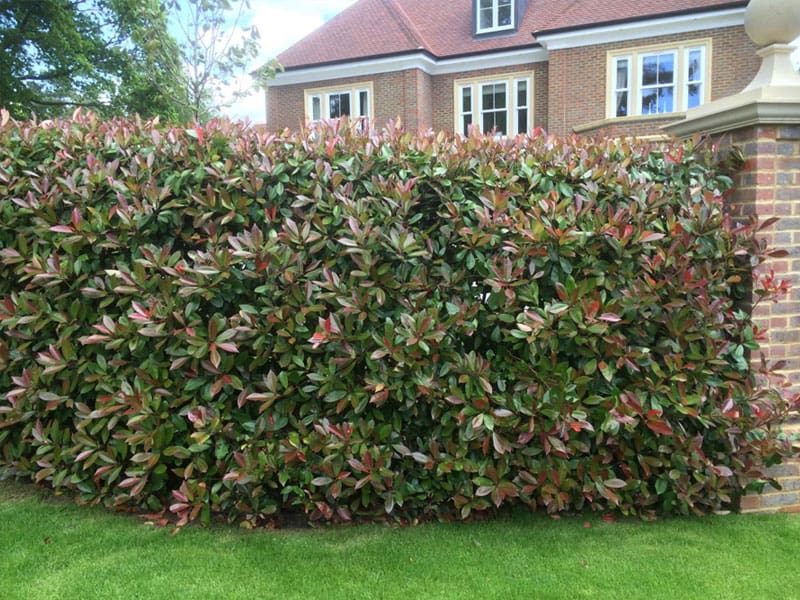 Instant Hedges FAQ