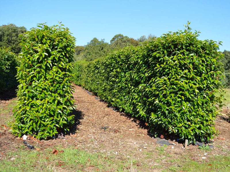 Instant Hedges FAQ