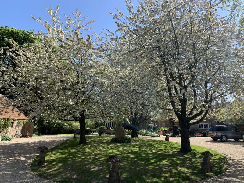 Mature Trees FAQ