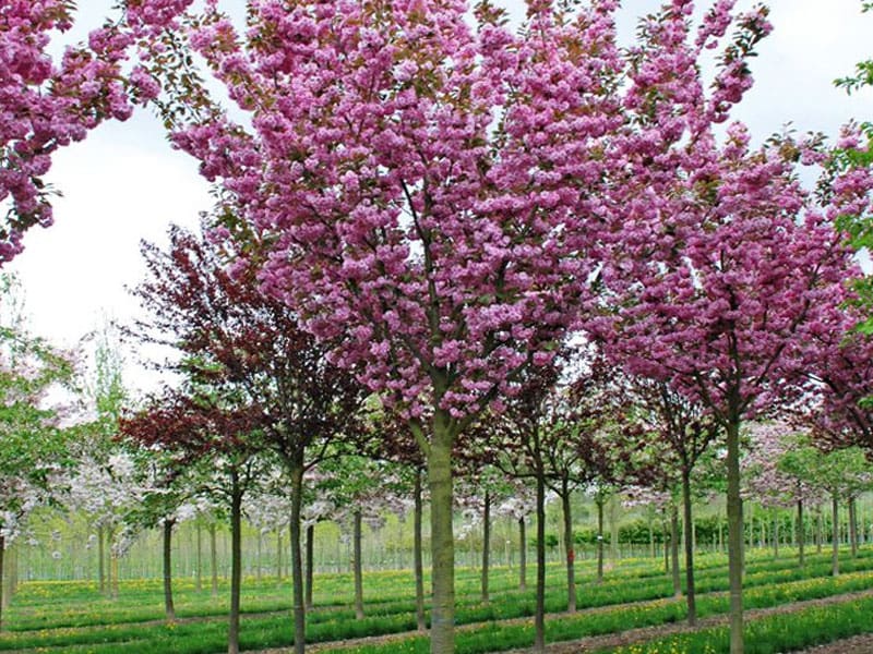 Pink Flowering Trees