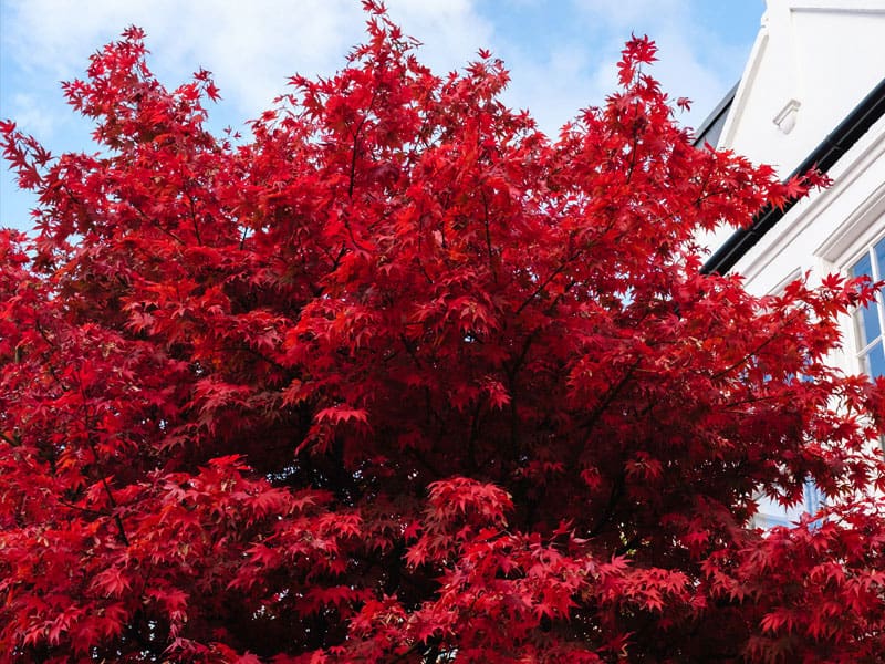 Red Flowering Trees