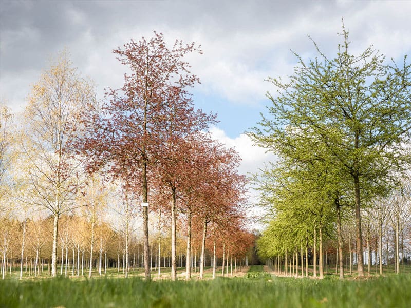 The Best Trees To Plant In Spring