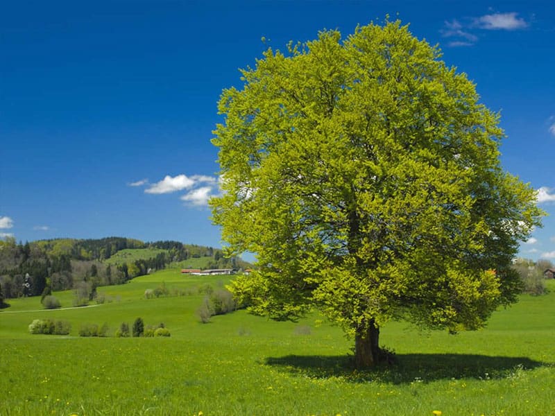 What Type Of Trees Are Best To Plant In Windy Areas?