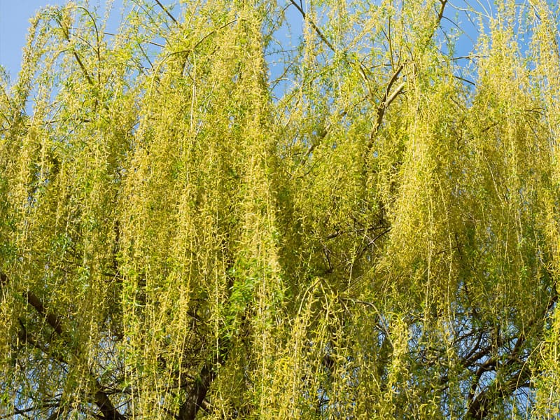 Weeping Trees