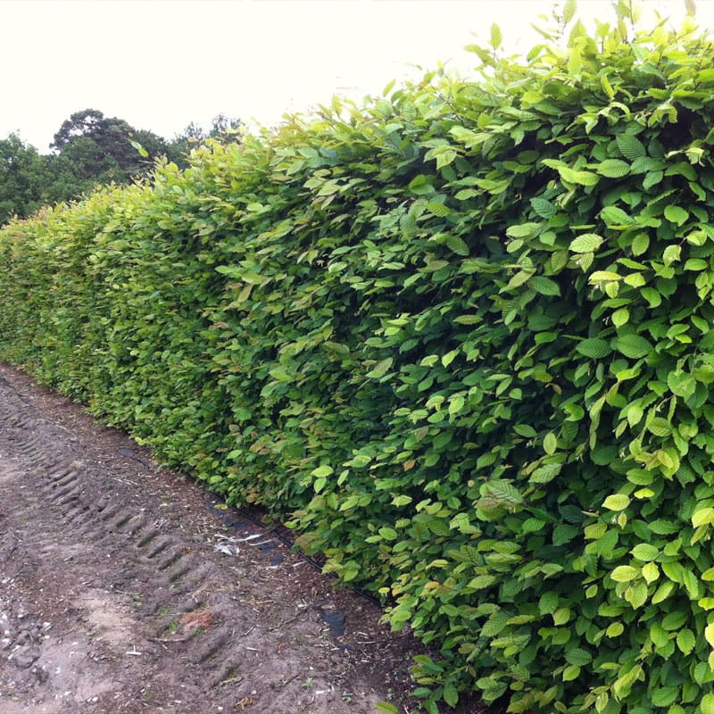 Hornbeam Instant Hedge