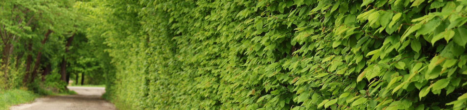 Hornbeam Instant Hedges For Sale