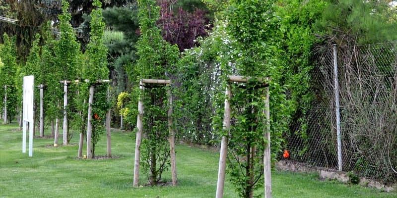 Hornbeam Trees For Sale