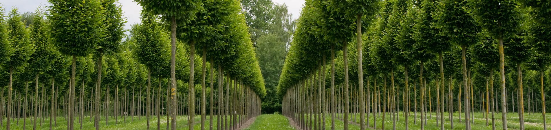 Hortlands Nursery