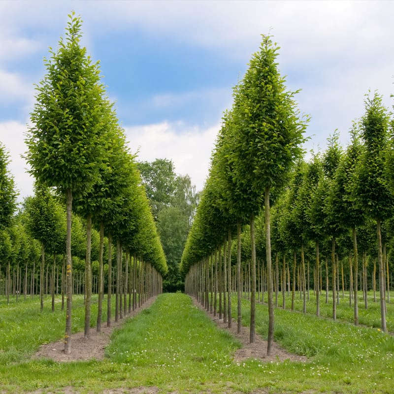 Hornbeam Tree