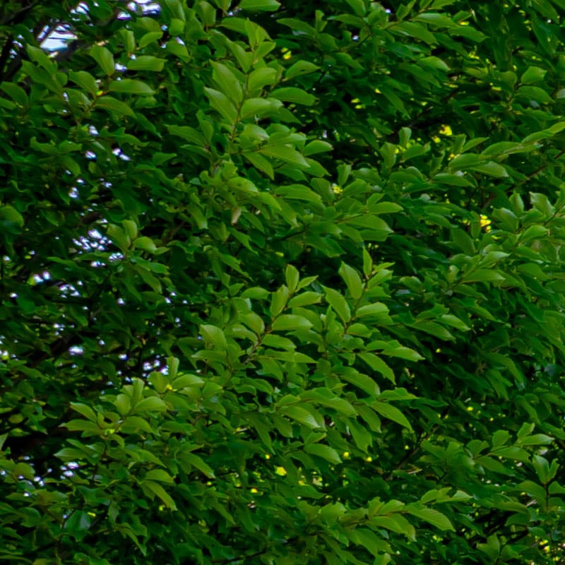 Hornbeam Tree