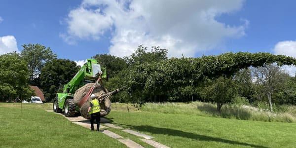 Mature Tree Planting