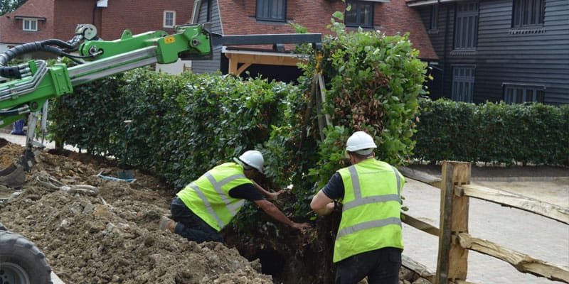 Instant Hedge Planting