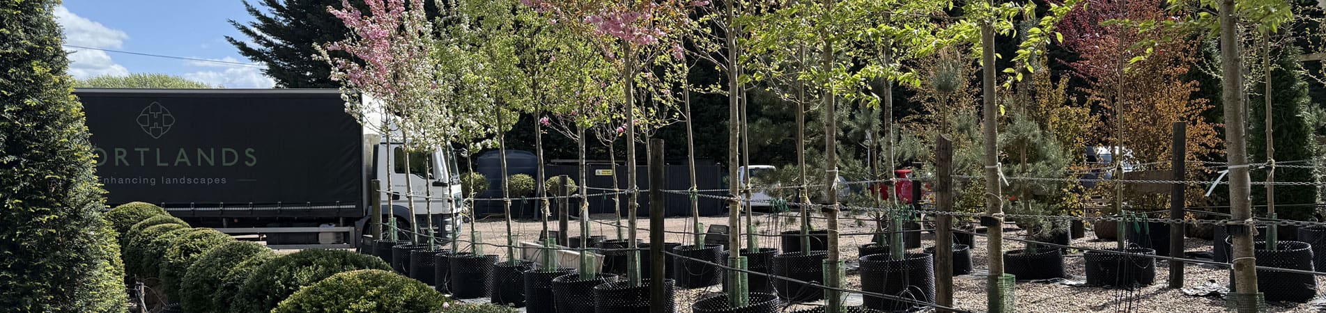 Mature Trees and Instant Hedges