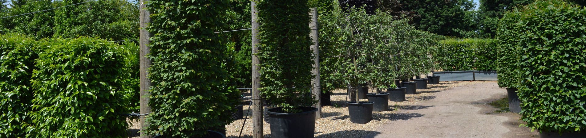 Hortlands Nursery