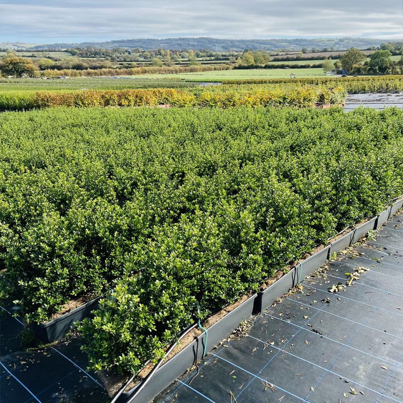 Japanese Holly Instant Hedge