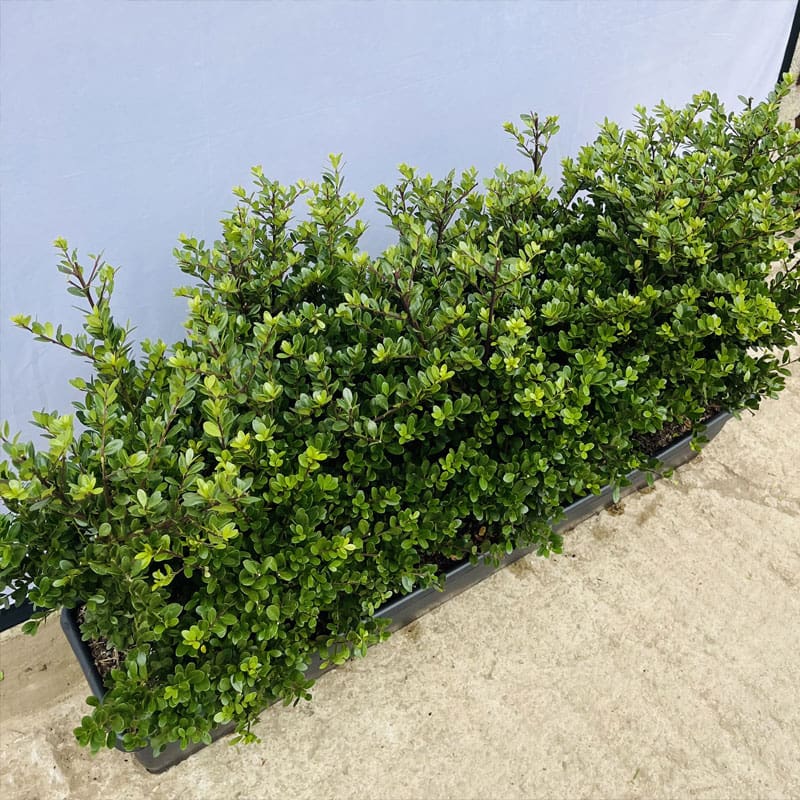 Japanese Holly Instant Hedge
