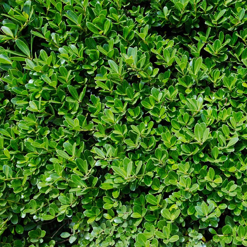 Japanese Holly Instant Hedge