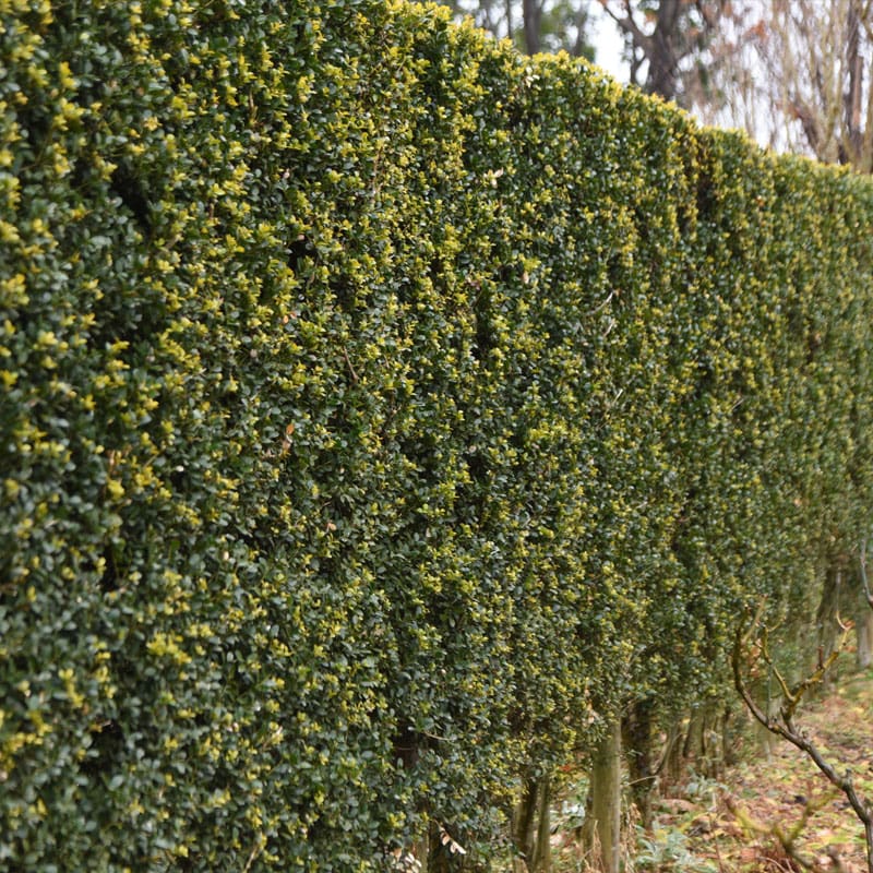 Japanese Holly Instant Hedge