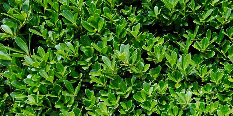 Ilex Crenata Hedge Plants