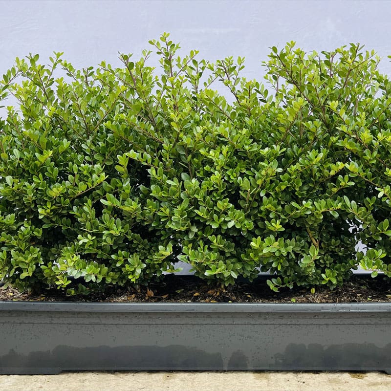 Japanese Holly Instant Hedge