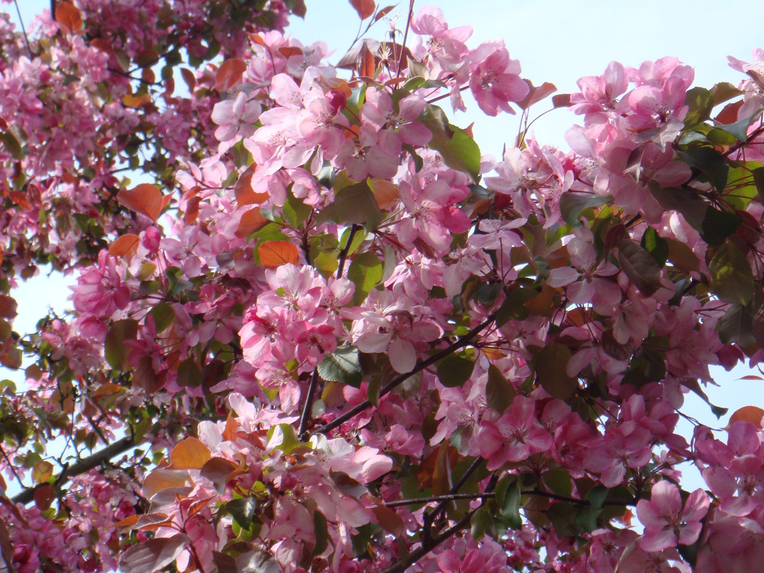 Japanese Flowering Cherry 'Kanzan'