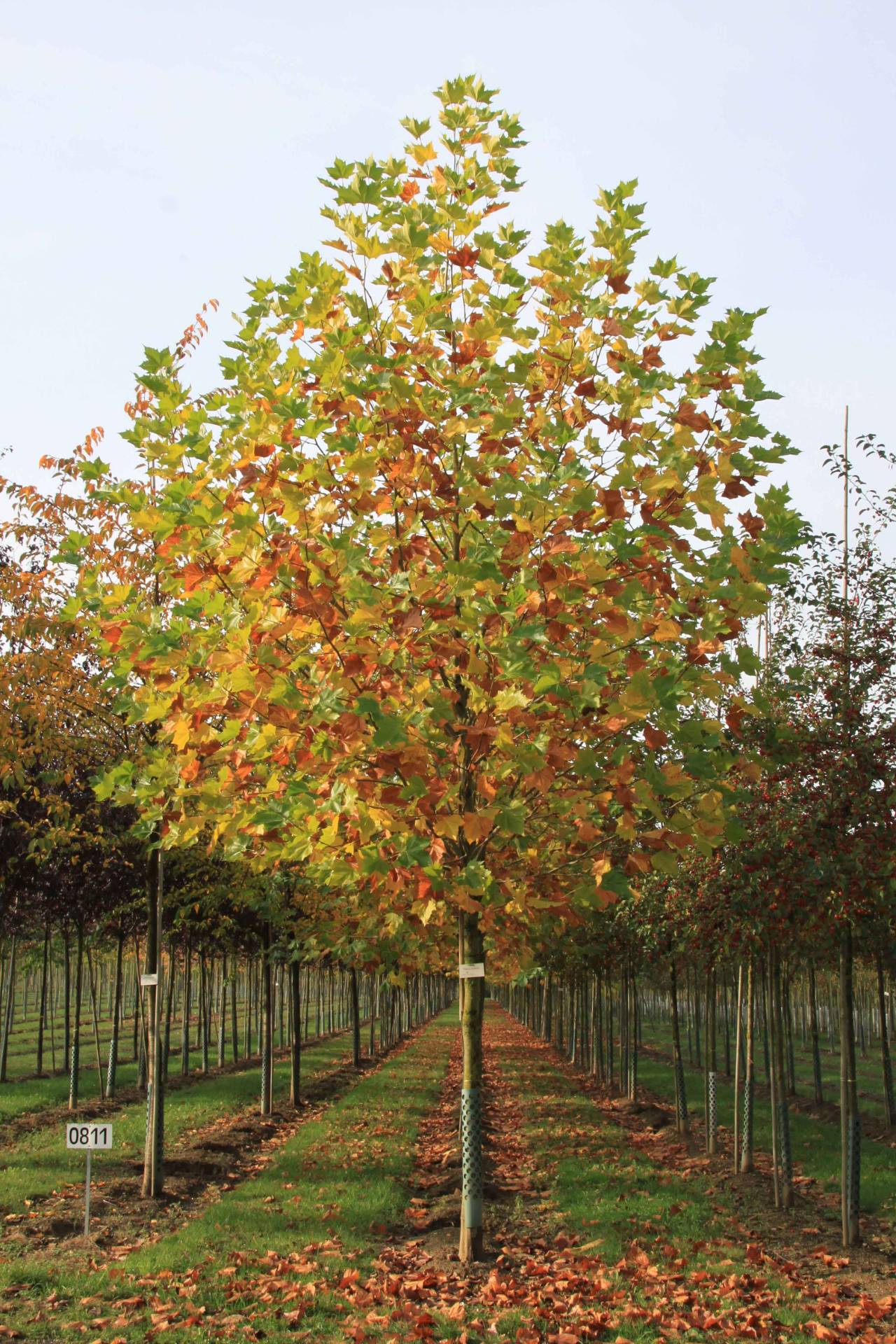 Choosing the Right Trees for Autumn