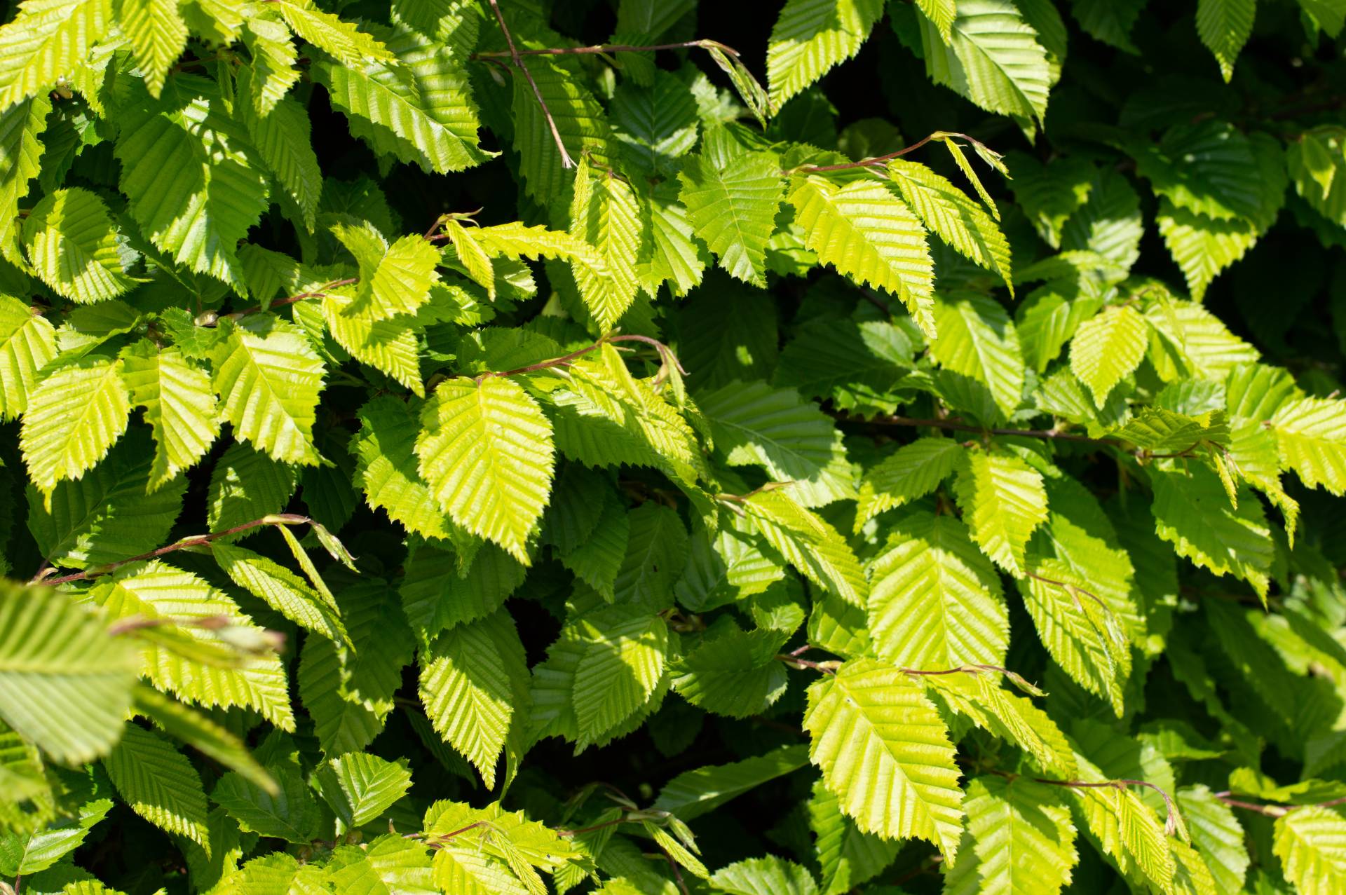 Hornbeam