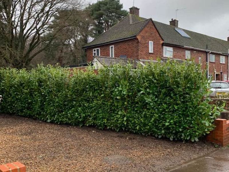 Driveway Boundary Instant Hedge