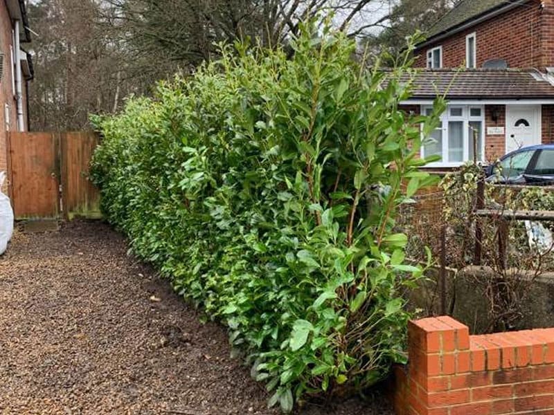 Driveway Boundary Instant Hedge