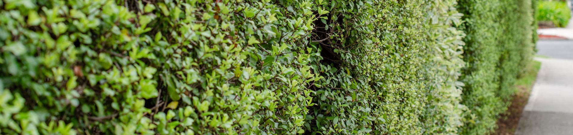 Hedge Plants