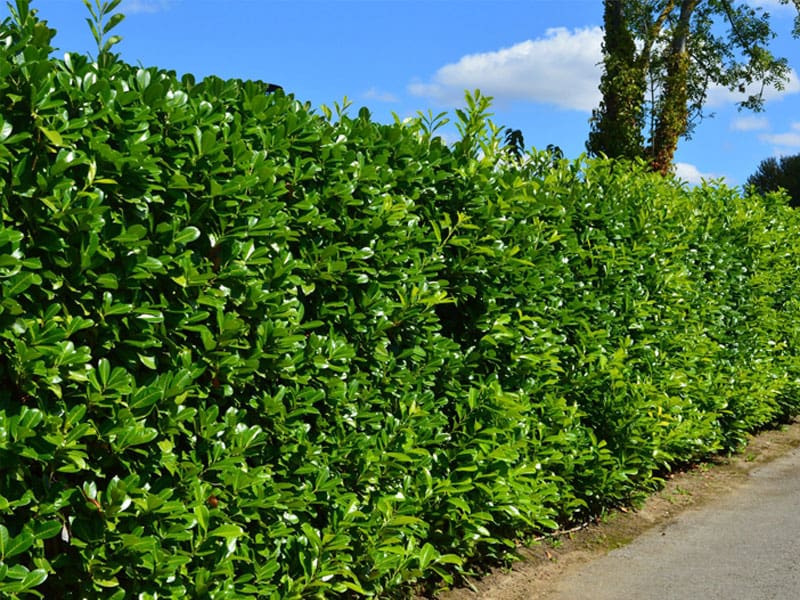 Instant Hedges