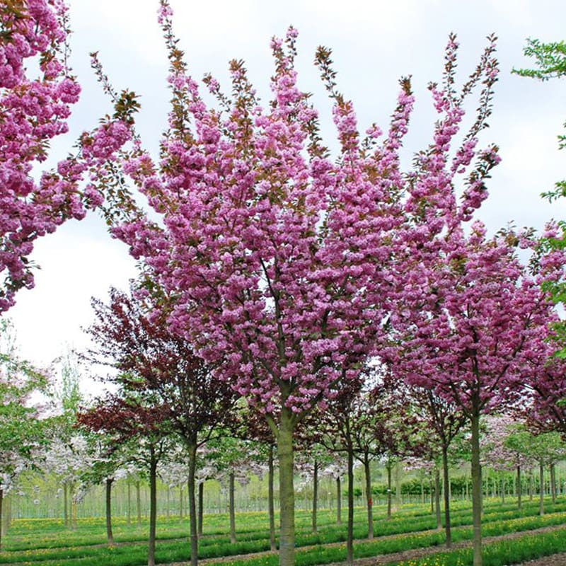 Japanese Flowering Cherry Tree