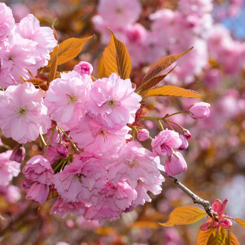 Japanese Flowering Cherry Tree