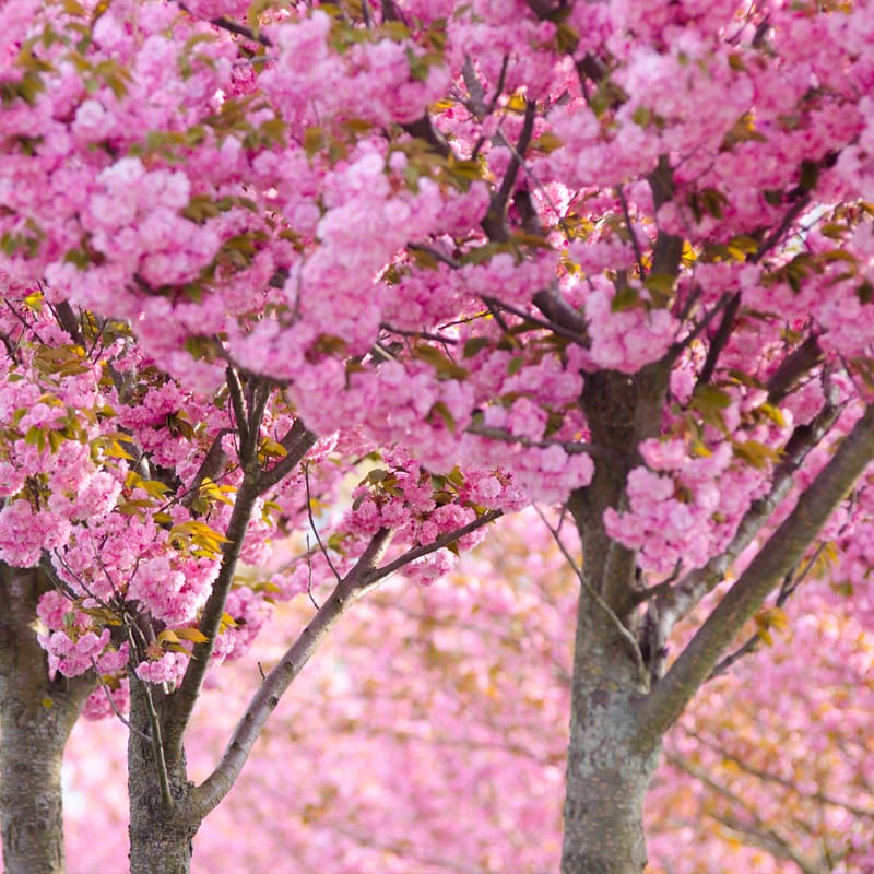 Japanese Flowering Cherry Tree
