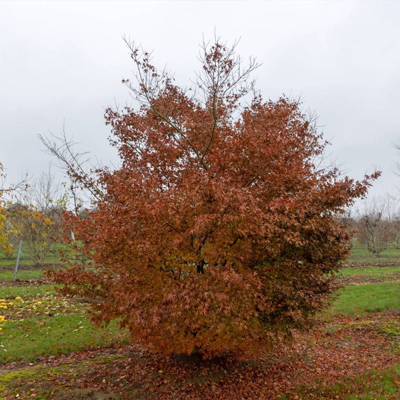 Japanese Maple Tree