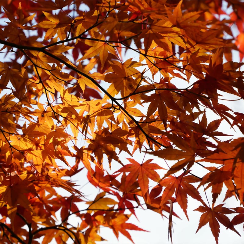 Japanese Maple Tree