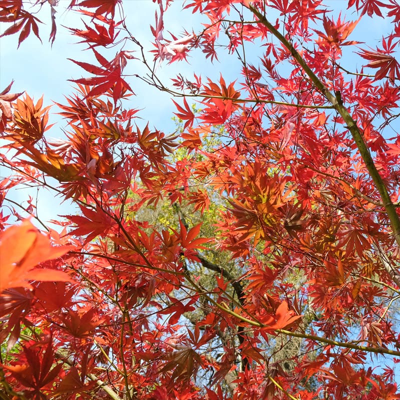 Japanese Maple Tree