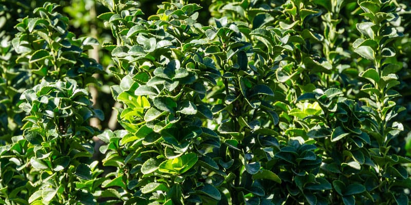 Green Spire Hedge Plants