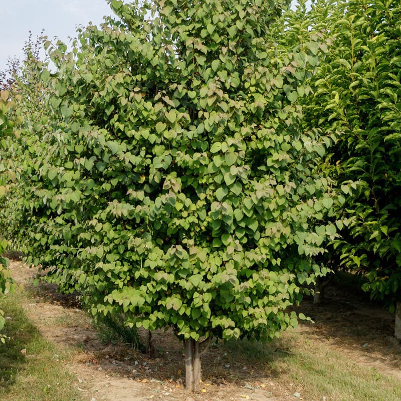 Katsura Tree