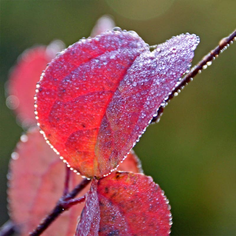 Katsura Tree
