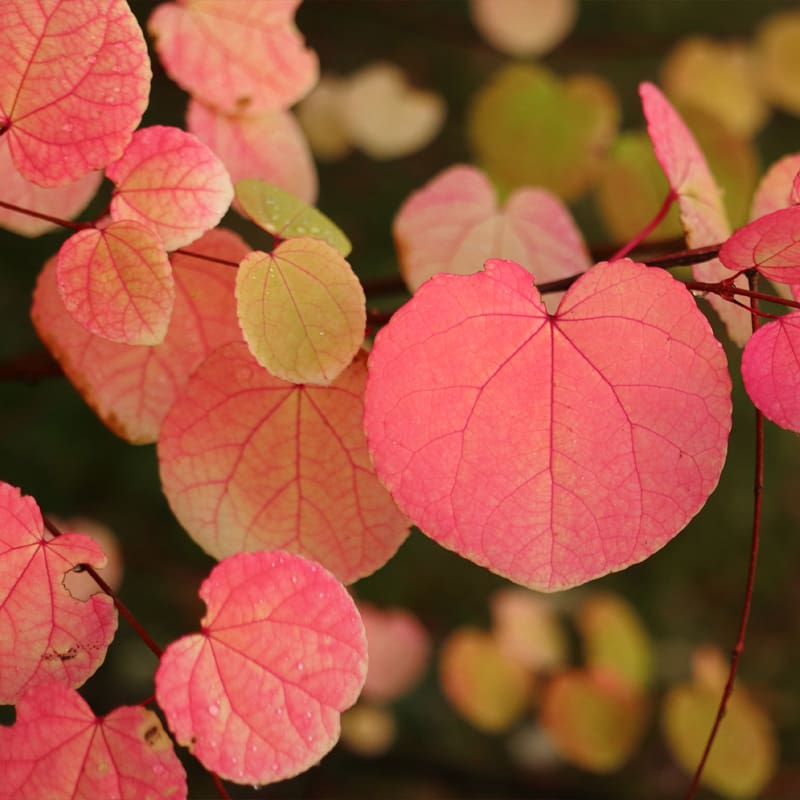Katsura Tree