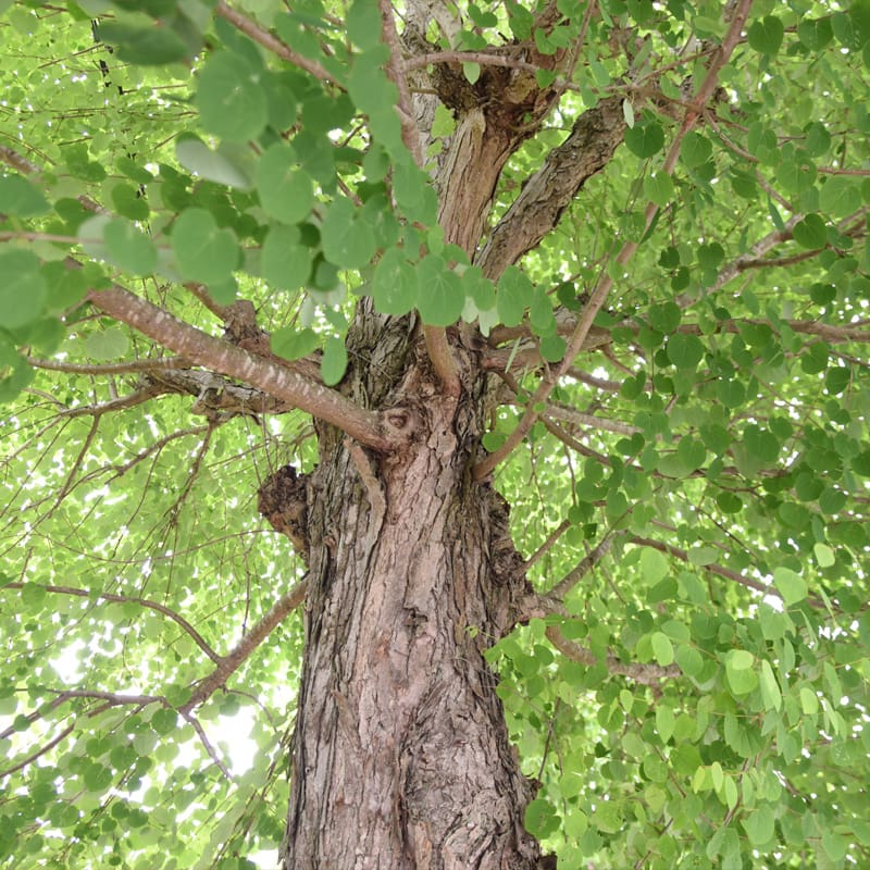 Katsura Tree