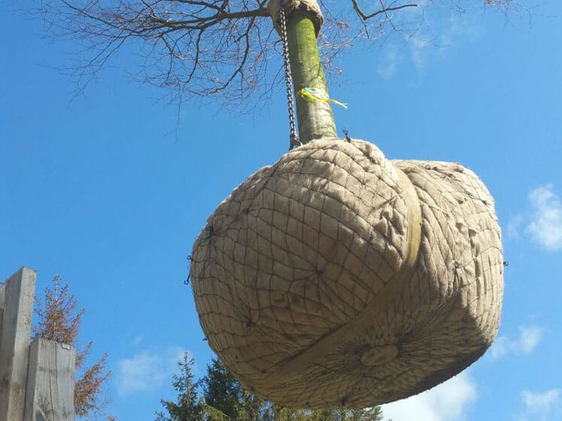 Large Beech Tree Planting