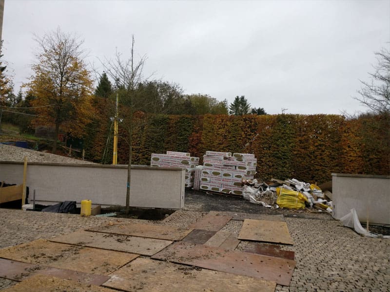 Large Beech Tree Planting