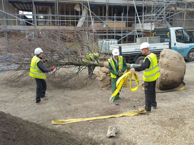 Large Beech Tree Planting