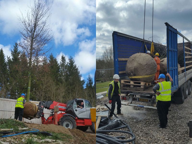 Large Beech Tree Planting
