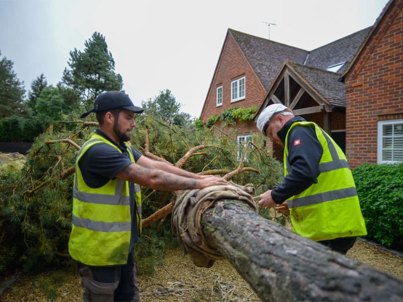 Large Tree Planting