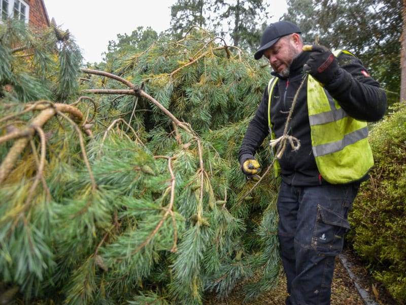 Large Tree Planting
